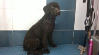 /album/fotogaleria-cortes-de-raza/perro-de-agua-jpg/